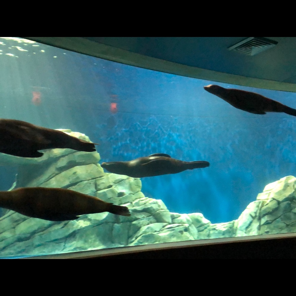 Meet your Posher, Yabina